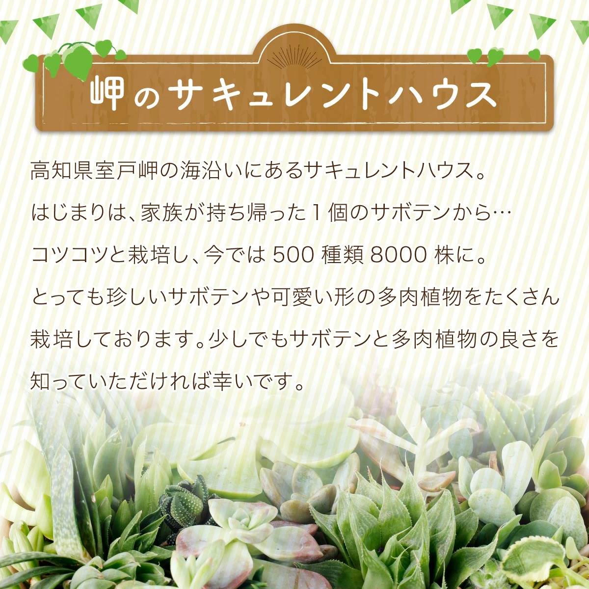 【初心者におすすめ】多肉植物の小苗１０本セット（１０種類アソート） 5000円 可愛い ミニサイズ 人気 オススメ 趣味 インテリア ナチュラル 自然 風水 緑 かわいい 初心者 おすすめ 送料無料